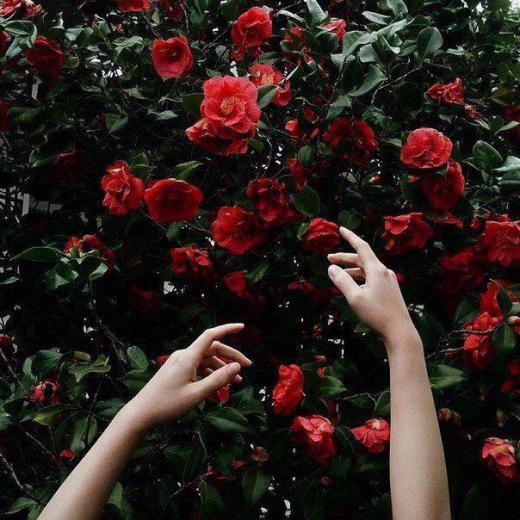 هرگز از آسمان گل سرخ نمی‌بارد.. اگر گل سرخ بیشتر می‌خواهیم، باید گل سرخ بیشتر بکاریم …جورج الیوت
